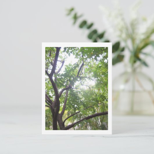 Starfruitbomen Briefkaart (Staand voorkant)