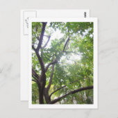 Starfruitbomen Briefkaart (Voorkant / Achterkant)