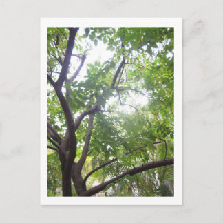 Starfruitbomen Briefkaart