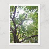 Starfruitbomen Briefkaart (Voorkant)