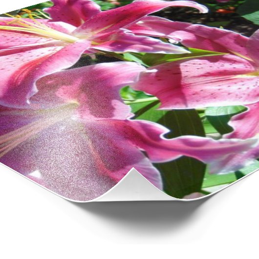 stargaalse leugens foto afdruk (Hoek)