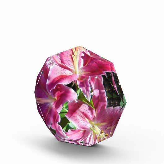 stargaalse leugens fotoblokken (Rechts)