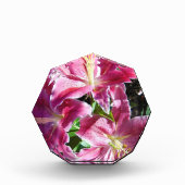 stargaalse leugens fotoblokken (Voorkant)