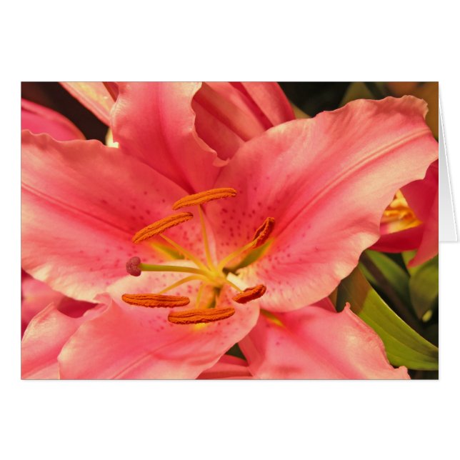 Stargazer (Voorkant Horizontaal)