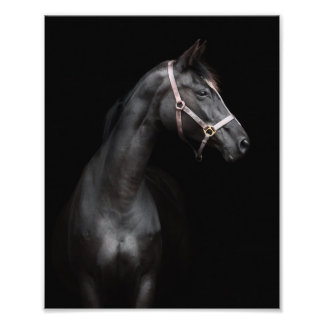 StarGazer Boerderij Veulen & Paard Afbeeldingen Foto Afdruk