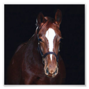 StarGazer Boerderij Veulen & Paard Afbeeldingen Foto Afdruk
