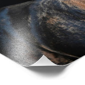 StarGazer Boerderij Veulen & Paard Afbeeldingen Foto Afdruk (Hoek)