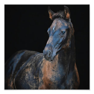 StarGazer Boerderij Veulen & Paard Afbeeldingen Foto Afdruk