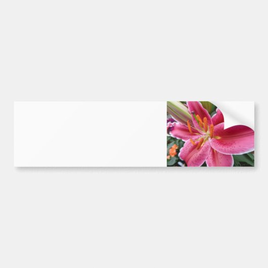 Stargazer Bumpersticker (Voorkant)