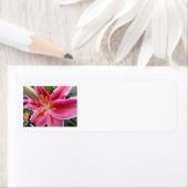 Stargazer Etiket (Insitu)