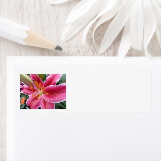 Stargazer Etiket (Insitu)