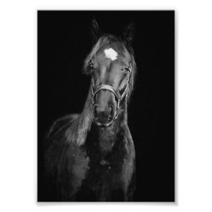 StarGazer Farm Veulen- en paardenfoto's Foto Afdruk