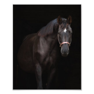 StarGazer Farm Veulen- en paardenfoto's Foto Afdruk