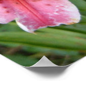 Stargazer Lelies Tuin Bloemen Poster (Hoek)