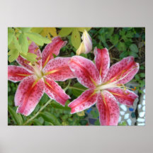 Stargazer Lelies Tuin Bloemen