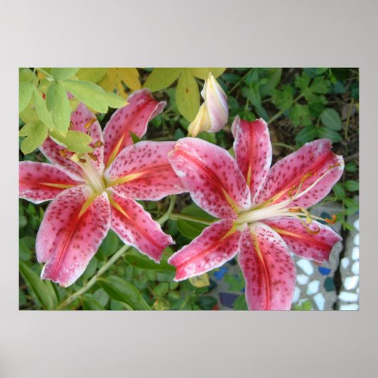 Stargazer Lelies Tuin Bloemen Poster (Voorkant)