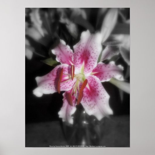 stargazer leugens 3 poster (Voorkant)