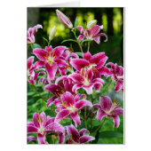 Stargazer Lilies (Voorkant)