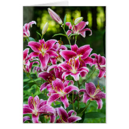 Stargazer Lilies