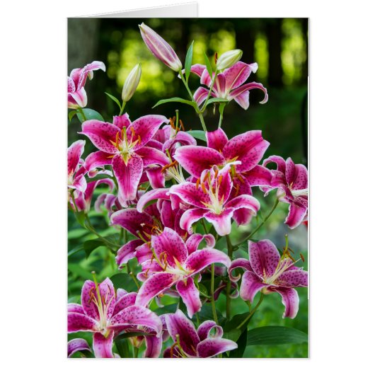 Stargazer Lilies (Voorkant)