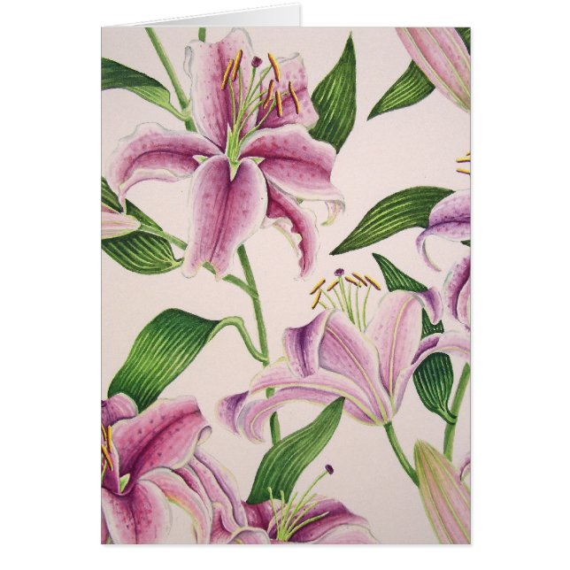 Stargazer Lilies (Voorkant)