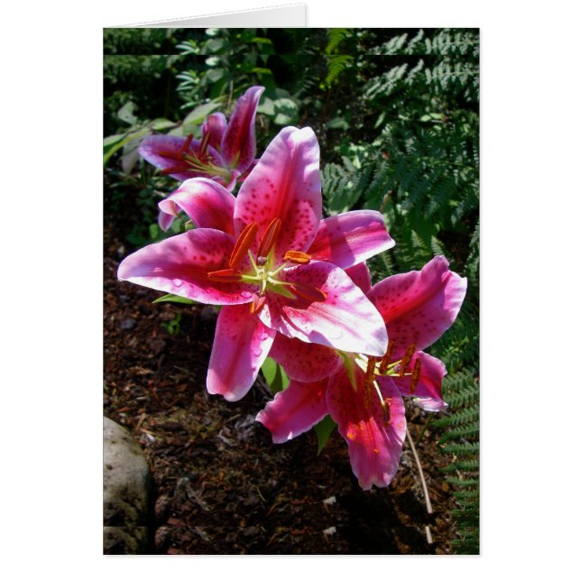 Stargazer Lilies (Voorkant)