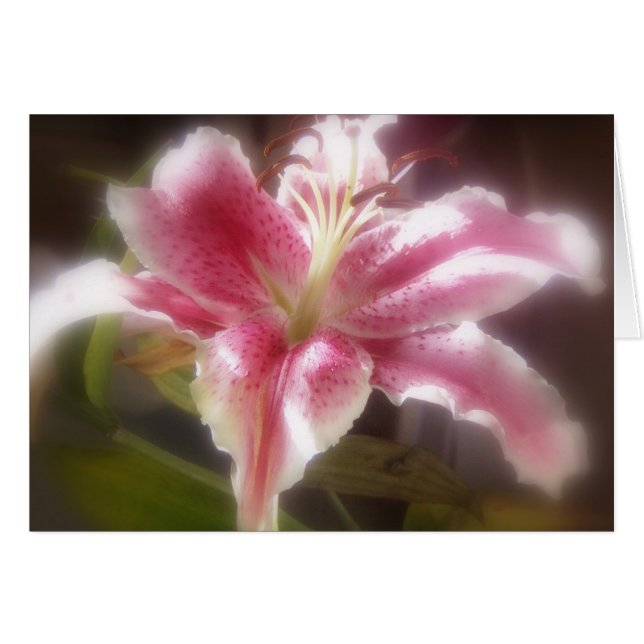 Stargazer Lilies #14 (Voorkant Horizontaal)