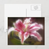 Stargazer Lilies #14 Briefkaart (Voorkant / Achterkant)