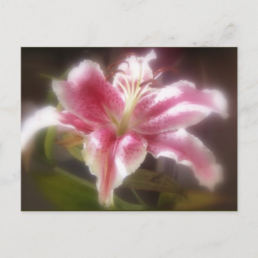 Stargazer Lilies #14 Briefkaart (Voorkant)