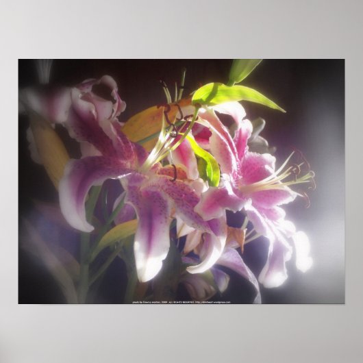 Stargazer Lilies #20 Poster (Voorkant)
