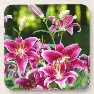 Stargazer Lilies Bier Onderzetter