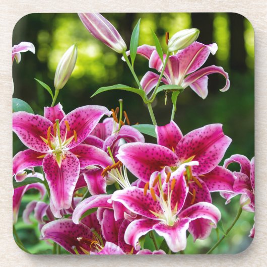 Stargazer Lilies Bier Onderzetter (Voorkant)