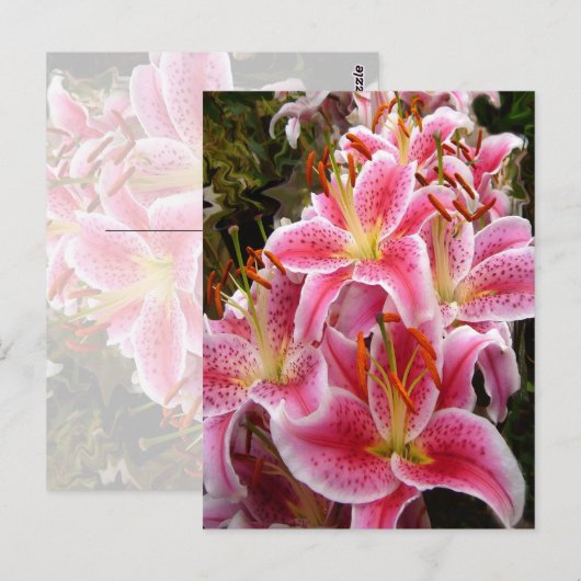 "Stargazer" Lilies Briefkaart (Voorkant / Achterkant)