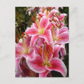 "Stargazer" Lilies Briefkaart (Voorkant)