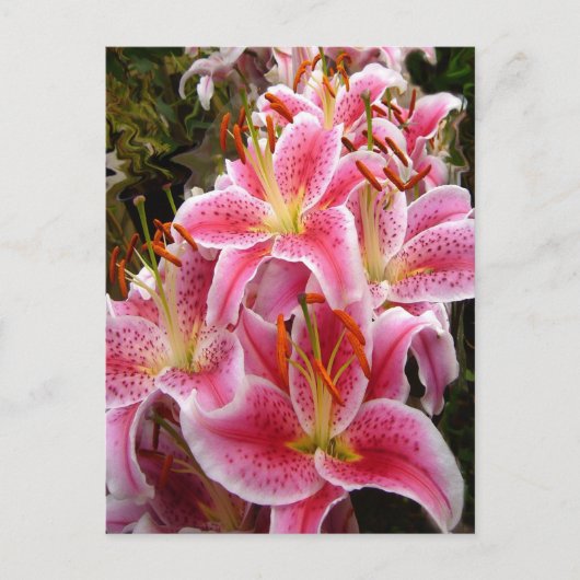 "Stargazer" Lilies Briefkaart (Voorkant)