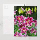 Stargazer Lilies Briefkaart (Voorkant / Achterkant)
