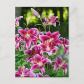 Stargazer Lilies Briefkaart (Voorkant)