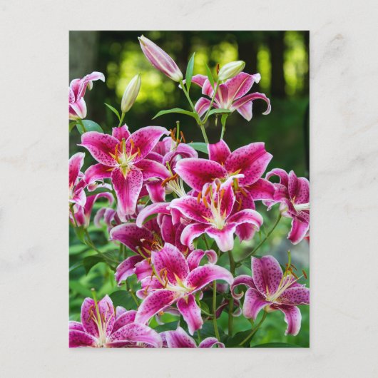 Stargazer Lilies Briefkaart (Voorkant)