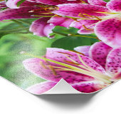 Stargazer Lilies Foto Afdruk (Hoek)