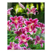 Stargazer Lilies Foto Afdruk (Voorkant)