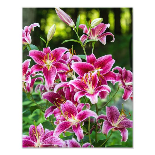 Stargazer Lilies Foto Afdruk (Voorkant)