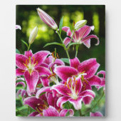Stargazer Lilies Fotoplaat (Voorkant)