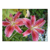 Stargazer Lilies Garden Floral (Voorkant Horizontaal)