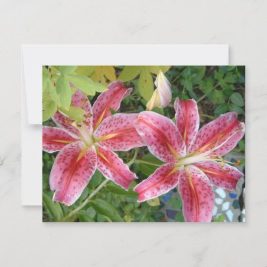 Stargazer Lilies Garden Floral (Voorkant)