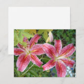 Stargazer Lilies Garden Floral (Voorkant / Achterkant)