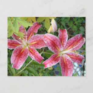 Stargazer Lilies Garden Floral Briefkaart