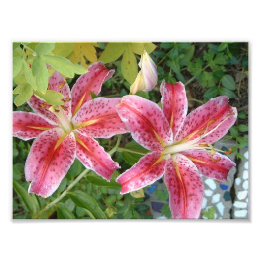 Stargazer Lilies Garden Floral Foto Afdruk (Voorkant)