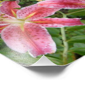 Stargazer Lilies Garden Floral Foto Afdruk (Hoek)