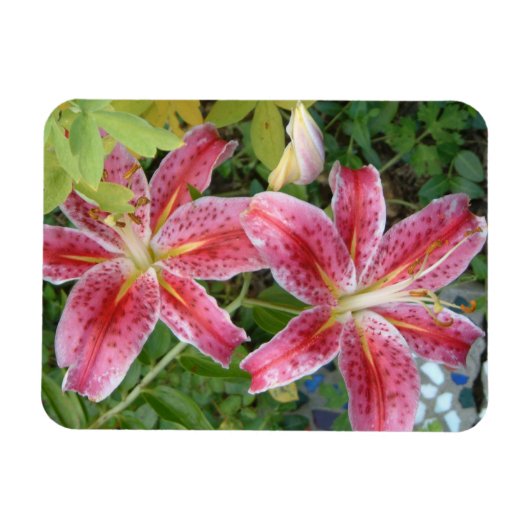 Stargazer Lilies Garden Floral Magneet (Horizontaal)