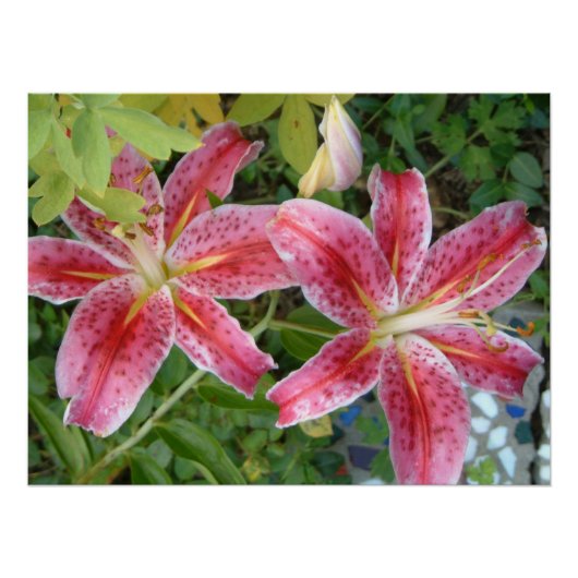 Stargazer Lilies Garden Floral Poster (Voorkant)
